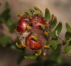 Phylica tortuosa