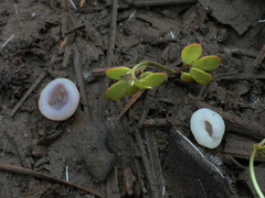Geoscypha violacea