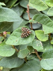 Hemerophila albertiana