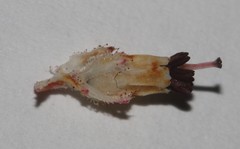 Erica stylaris