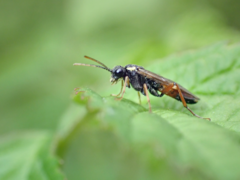 Aglaostigma aucupariae