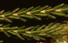 Erica stylaris