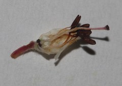 Erica stylaris