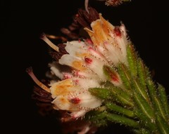 Erica stylaris