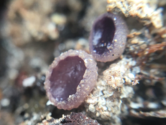 Geoscypha violacea