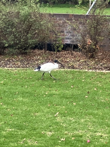 Australian Ibis