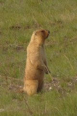 Bobak Marmot photo 2