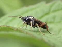 Aglaostigma aucupariae