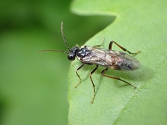 Aglaostigma aucupariae