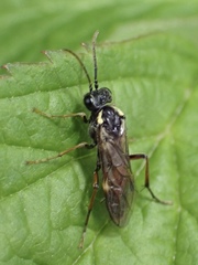 Aglaostigma aucupariae