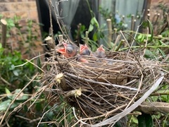 Cardinalis cardinalis