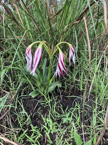 Crinum ornatum image