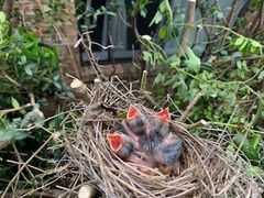 Cardinalis cardinalis