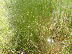 Juncus effusus solutus