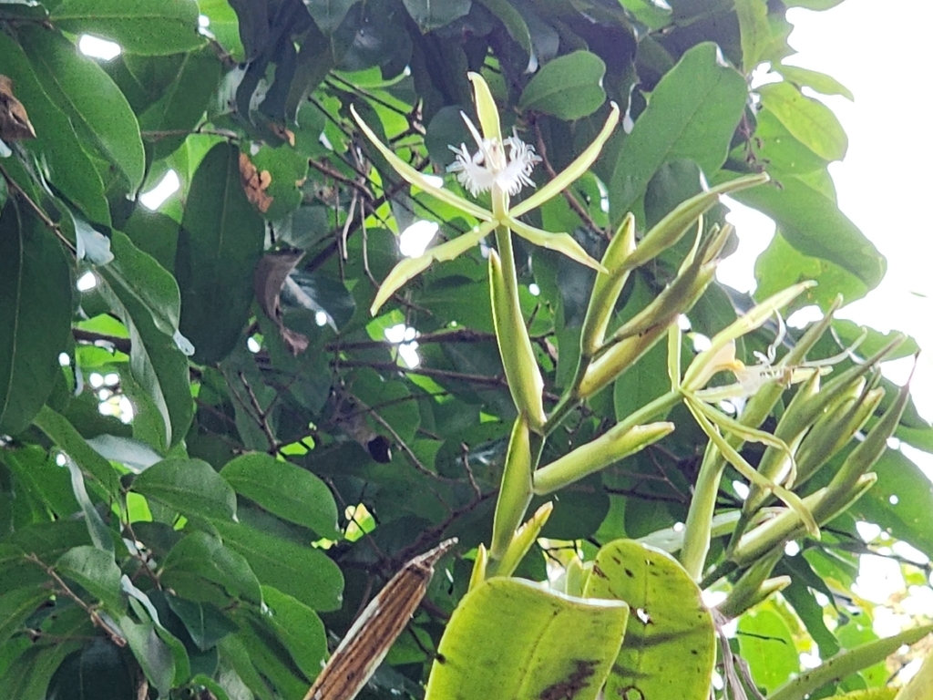 Epidendrum cilioccidentale Hágsater & L.Sánchez