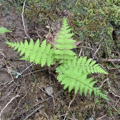 Dennstaedtia punctilobula