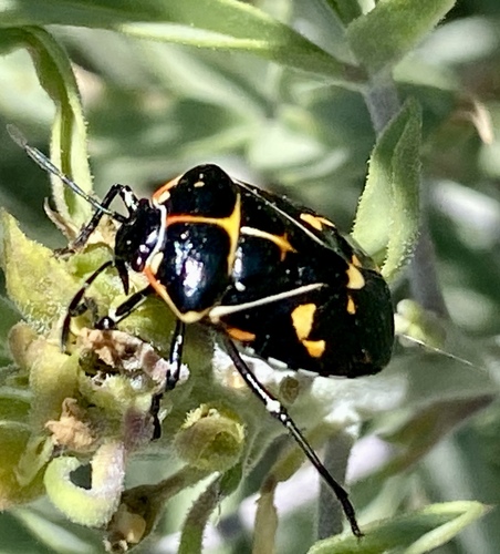 iNaturalist observation photo of Harlequin Bug