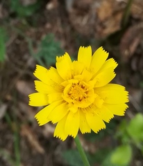 Hieracium bifidum