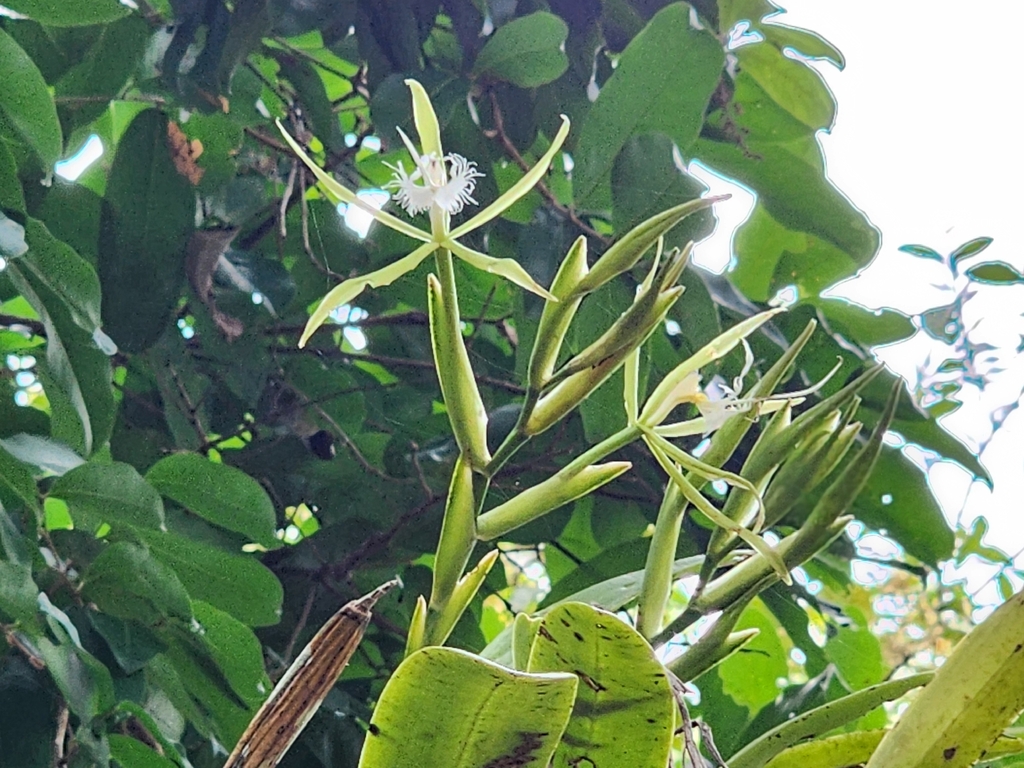 Epidendrum cilioccidentale Hágsater & L.Sánchez 2