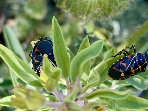iNaturalist observation photo of Harlequin Bug