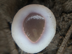 Geoscypha violacea