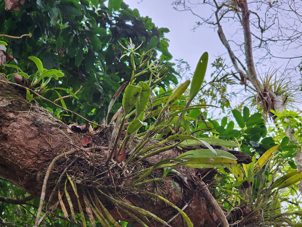 Epidendrum cilioccidentale Hágsater & L.Sánchez 3