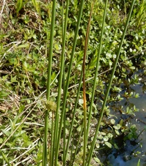 Juncus effusus solutus