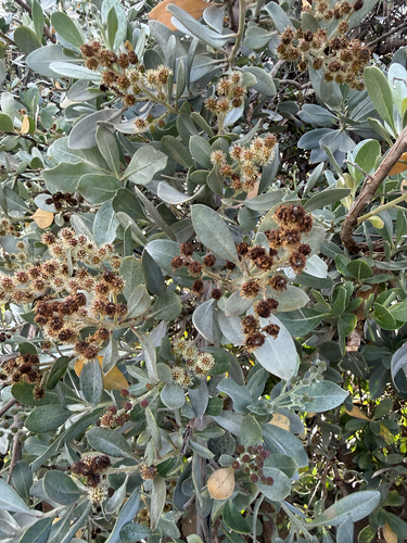 Conocarpus erectus observed 2026-06-09