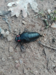 Physomeloe corallifer