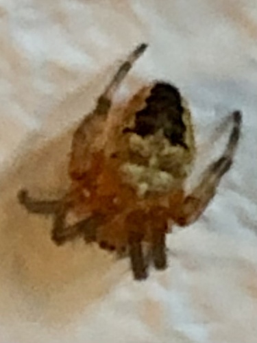 Cross Orbweaver