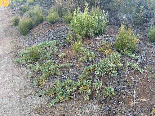 Salvia sonomensis, photograph 3
