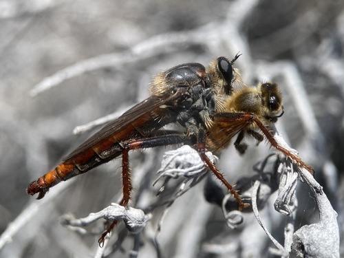 Western honey bee