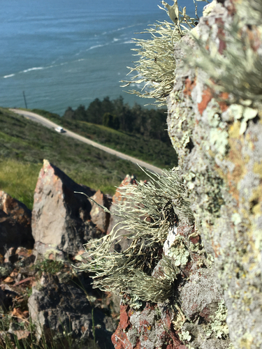 Armored Sea-Fog Lichen