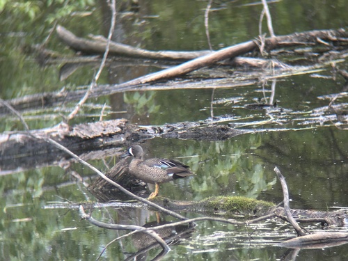Blue-winged Teal