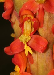 Disa chrysostachya