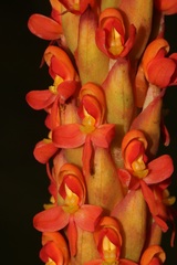 Disa chrysostachya