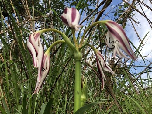 Crinum ornatum image