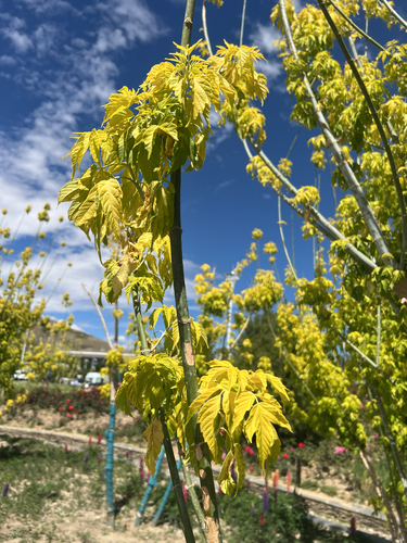 box elder