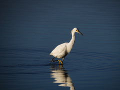Egretta thula