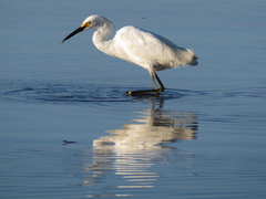 Egretta thula