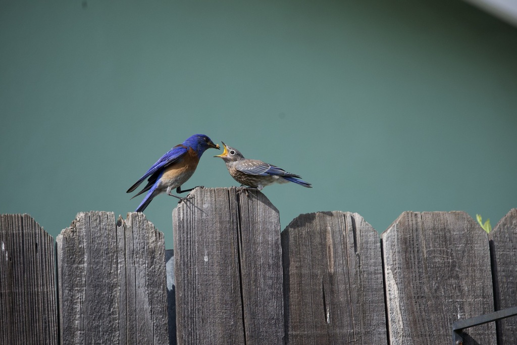 Western Bluebird