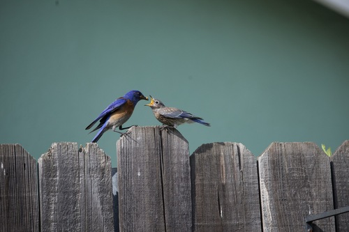 Western Bluebird, photo 9 of 10