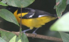 Icterus maculialatus