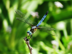 Pachydiplax longipennis