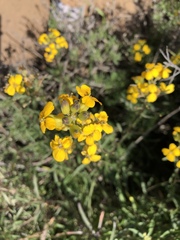 Erysimum suffrutescens