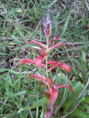 Tillandsia leiboldiana