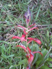 Tillandsia leiboldiana