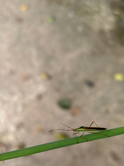 Leptocorisa