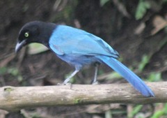 Cyanocorax melanocyaneus