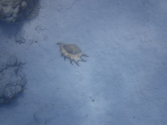 Lambis truncata sebae